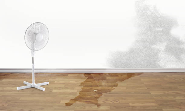 Best Water damage restoration mold remediation  in Franklin, KY
