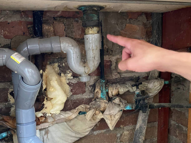 Best Mold removal after water damage  in Franklin, KY
